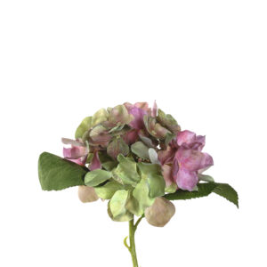 hortensia poesía 18 cm, Leonardo