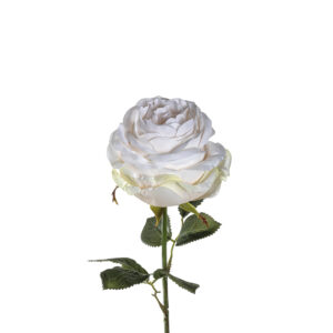 rosa poesía 39 cm, Leonardo