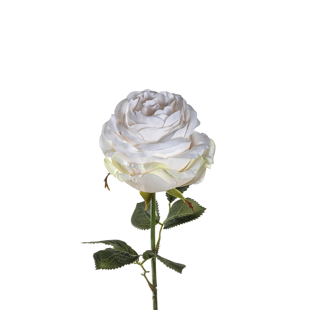 rosa poesía 39 cm, Leonardo