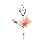 magnolia naranja h42 cm fine, Leonardo