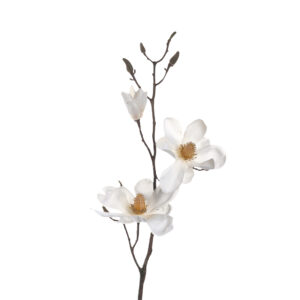 Magnolia blanca ”arona” de 40 cm, Leonardo