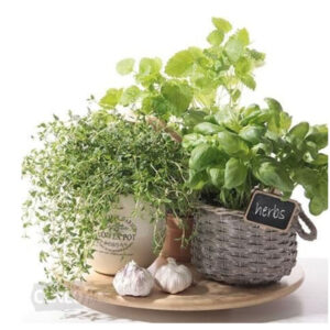 juego de servilletas sabor hierbas 33x33 cm