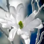 Magnolia 60 cm palazzo blanco