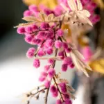 Flor mimosa 70cm palazzo